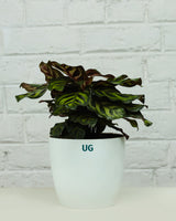 Calathea Peacock