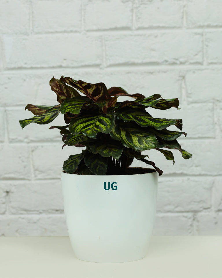 Calathea Peacock