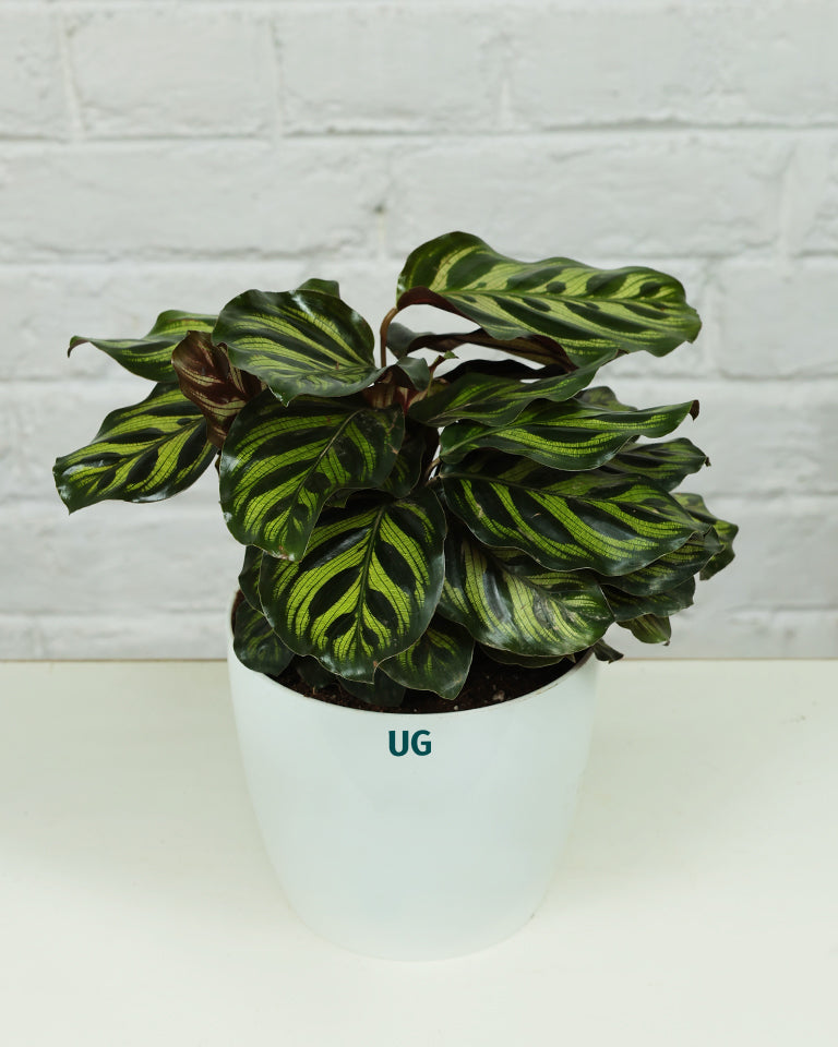 Calathea Peacock