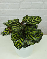 Calathea Peacock