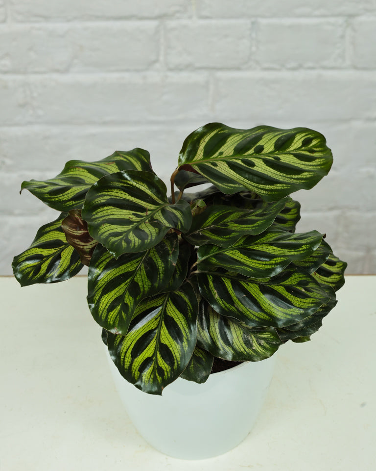 Calathea Peacock