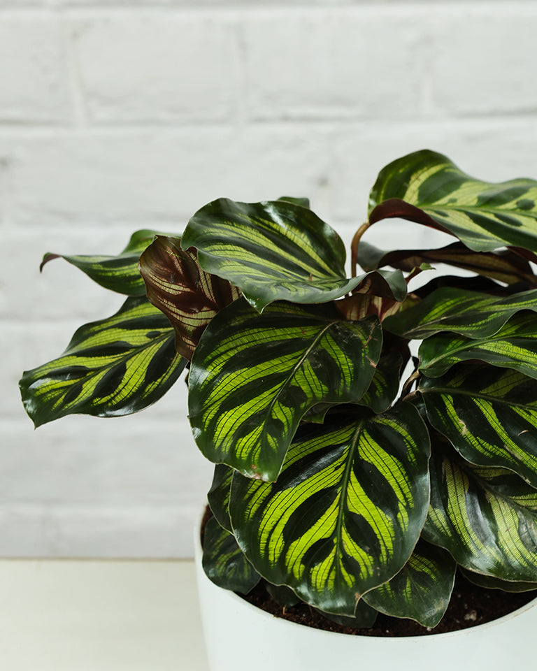Calathea Peacock