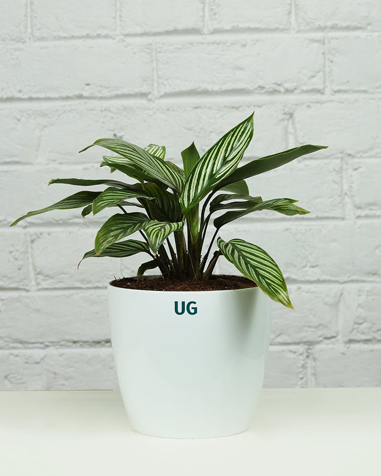 Calathea Vittata Plant