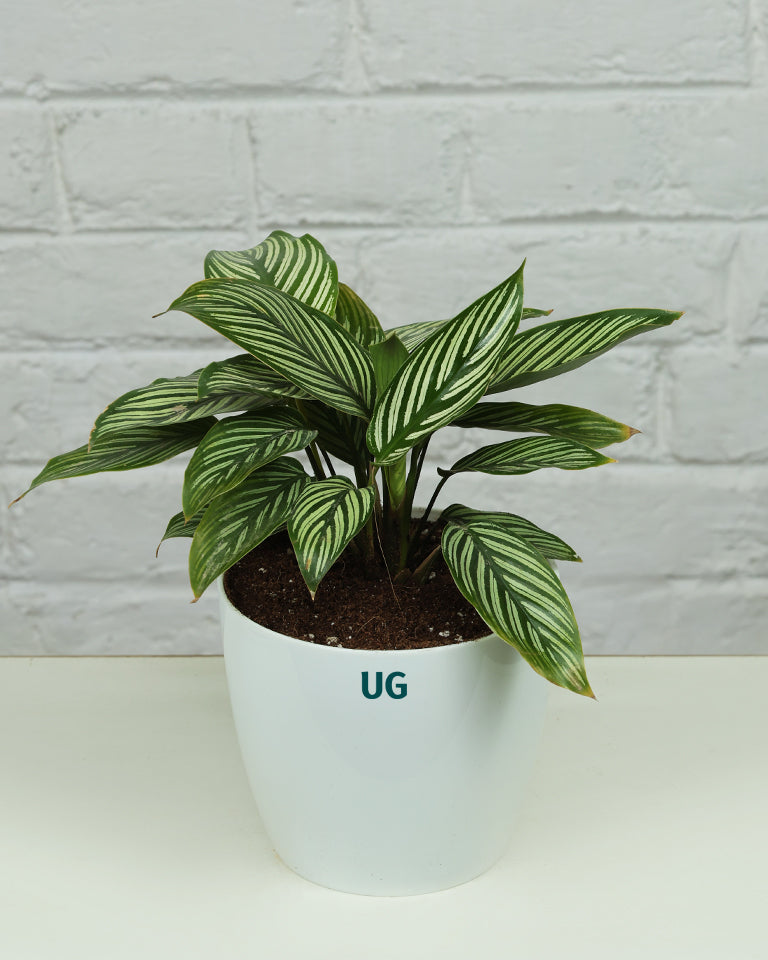 Calathea Vittata Plant