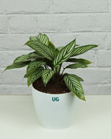 Calathea Vittata Plant