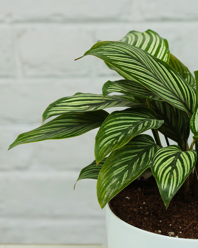 Calathea Vittata Plant