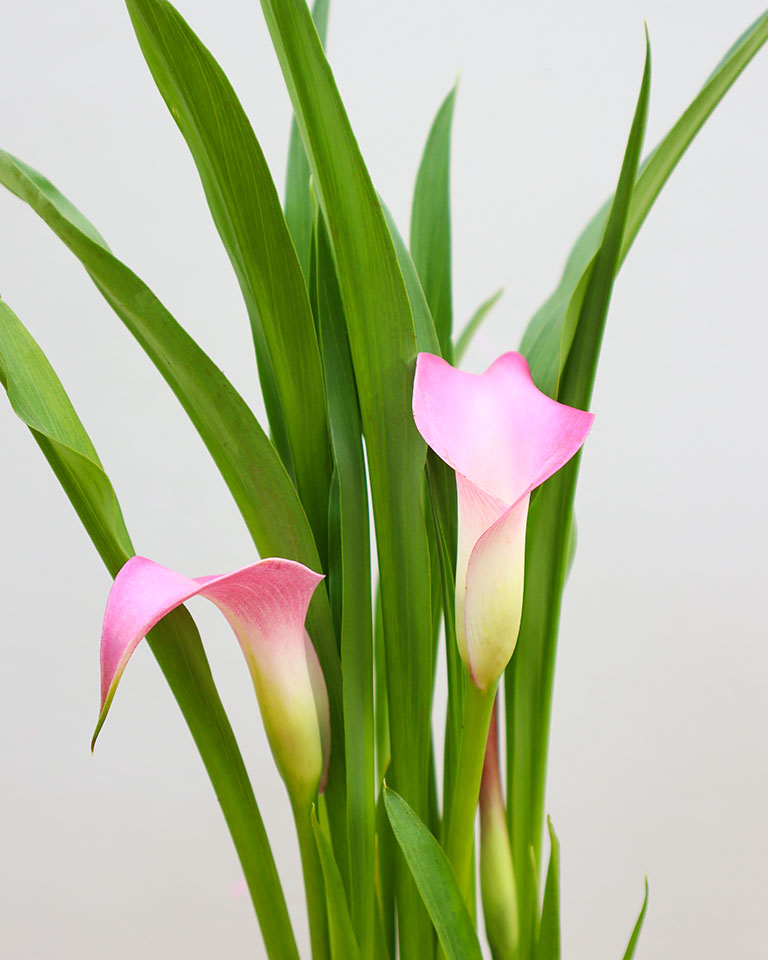 Calla Lily