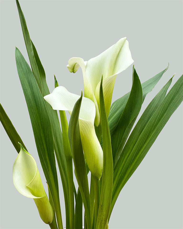 Calla Lily