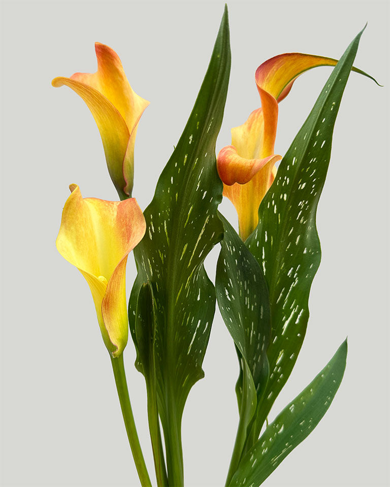 Calla Lily