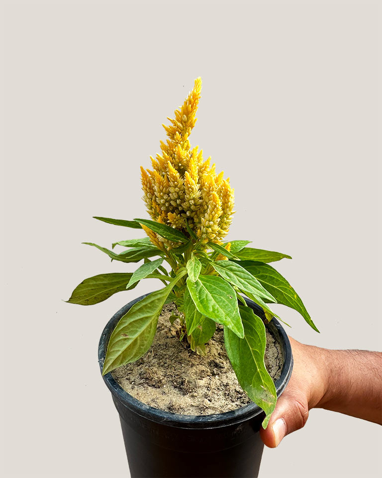 Celosia Plant