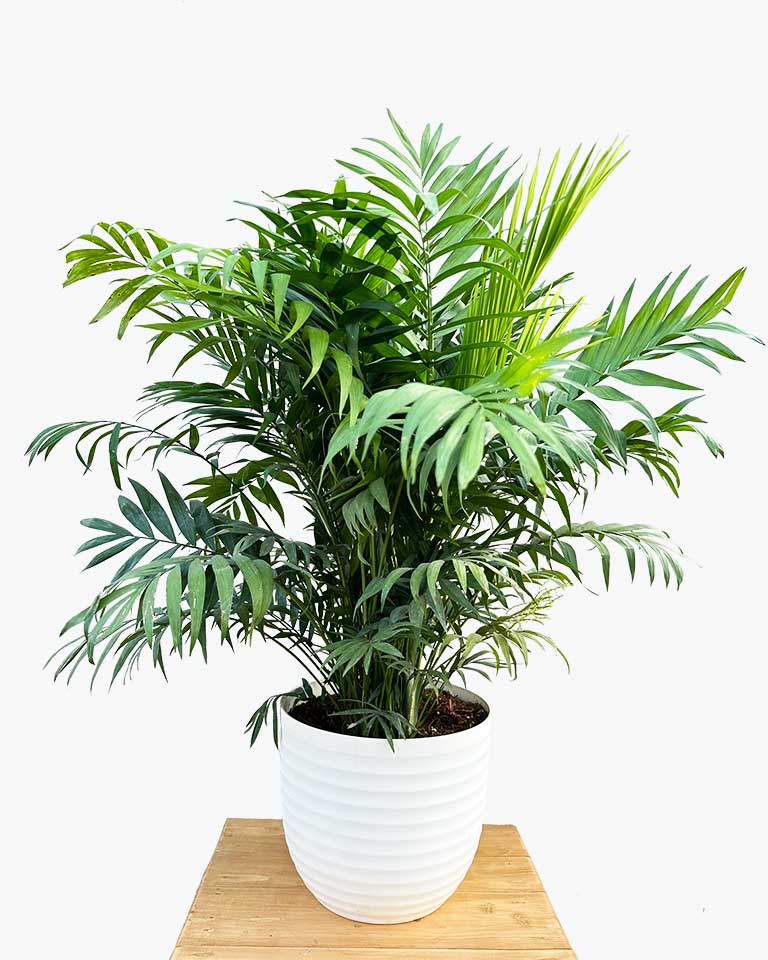Chamaedorea Elegans Palm Plant {Large Size}