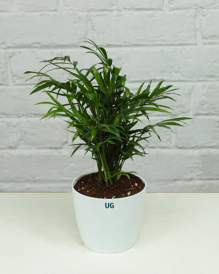 Chamaedorea Elegans