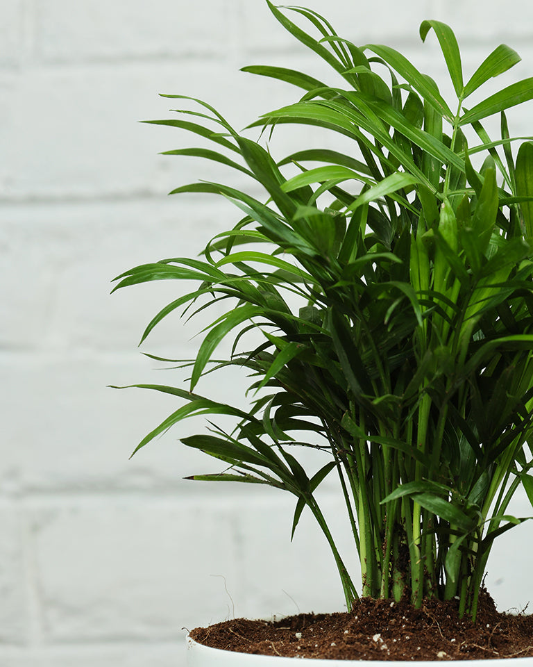 Chamaedorea Elegans