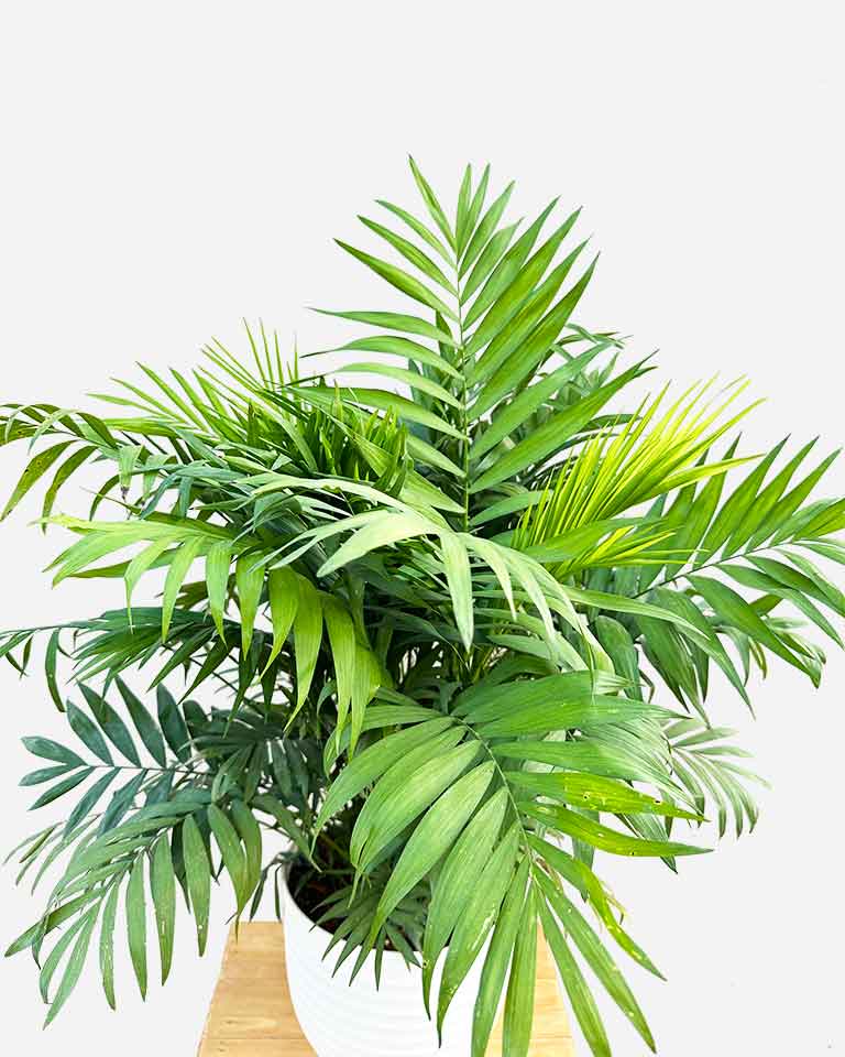 Chamaedorea Elegans Palm Plant {Large Size}