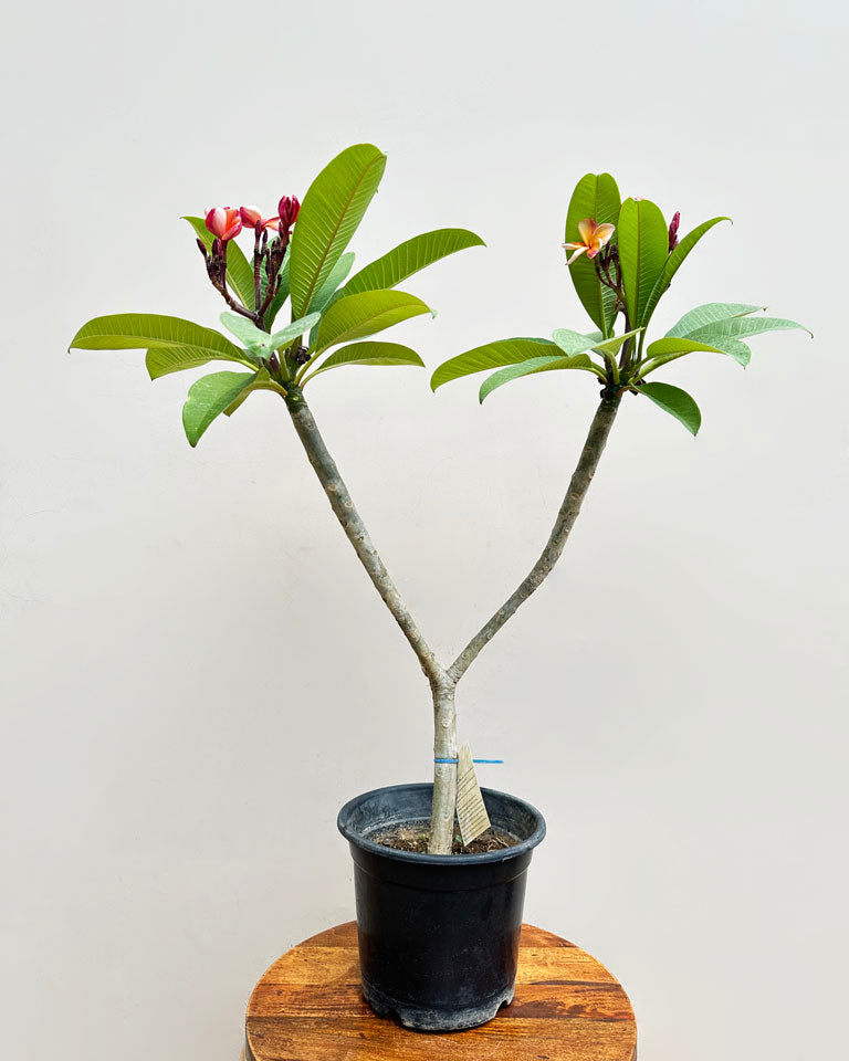 Hybrid Champa (Plumeria) Plant