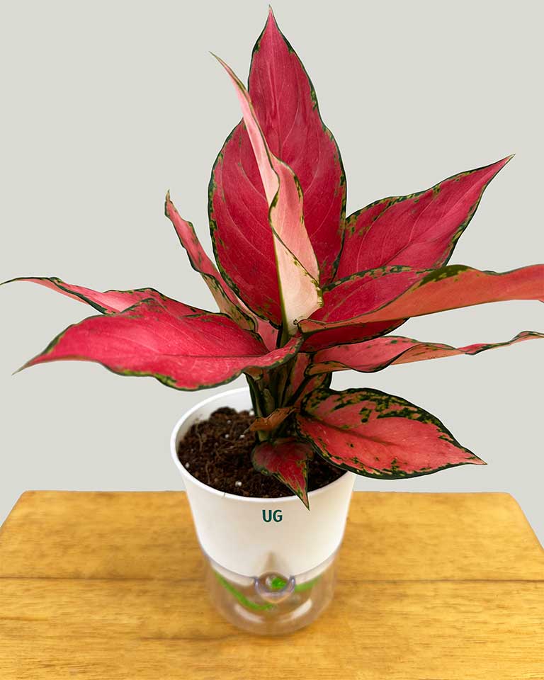 Aglaonema Cherry Baby in Self-Watering Pot