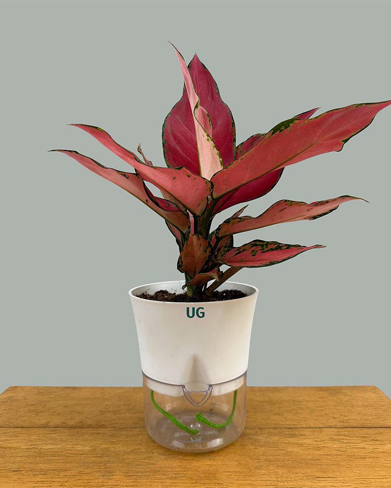 Aglaonema Cherry Baby in Self-Watering Pot