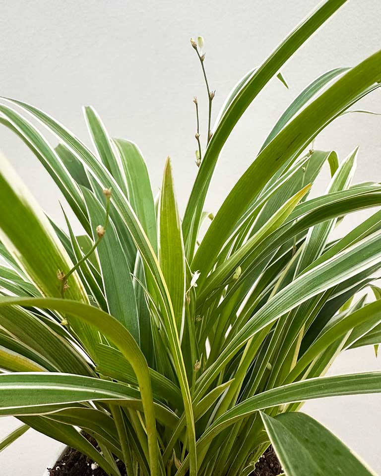 Chlorophytum Dwarf (Spider Plant) in Self Watering Planter