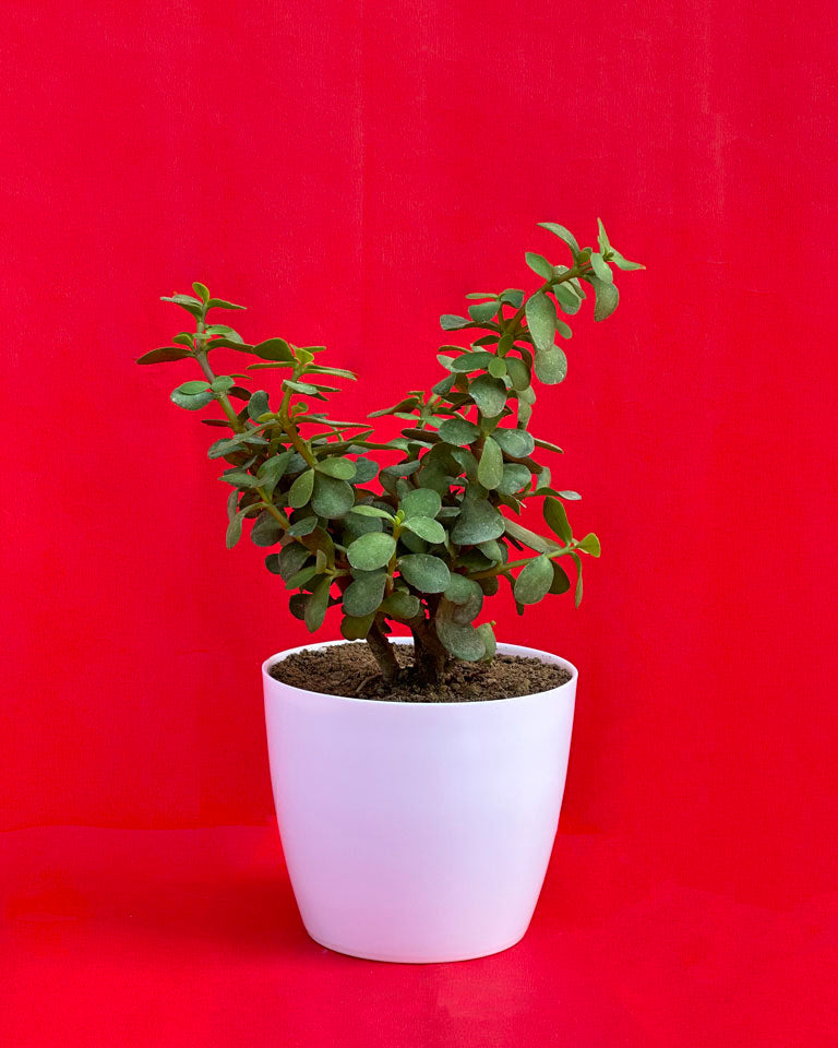 Indoor Combo Of Jade Plant And Song Of India