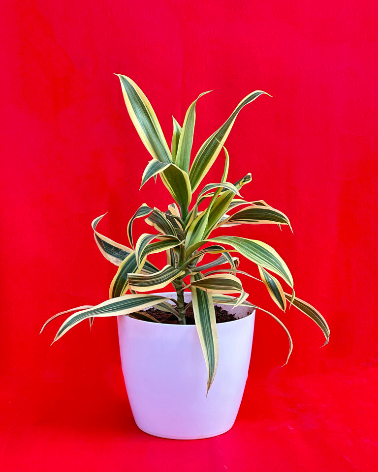 Indoor Combo Of Jade Plant And Song Of India