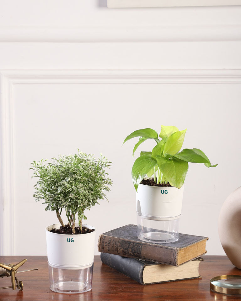 Buy Combo Plants Online, buy plants online, online plant nursery