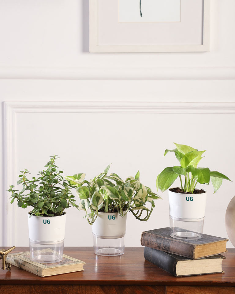 Buy plants at lowest price