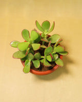 Crassula Ovata