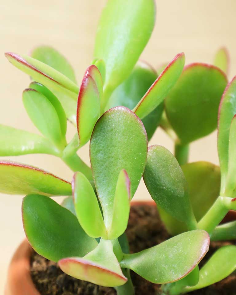 Crassula Ovata