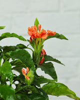 Crossandra Plant