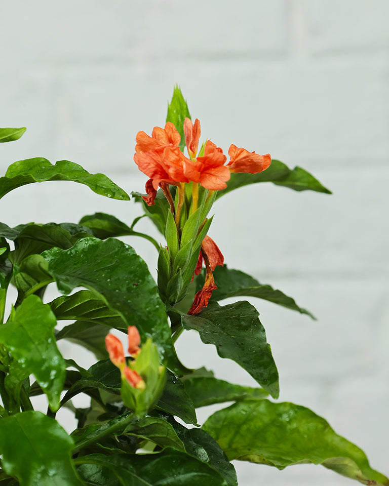 Crossandra Plant
