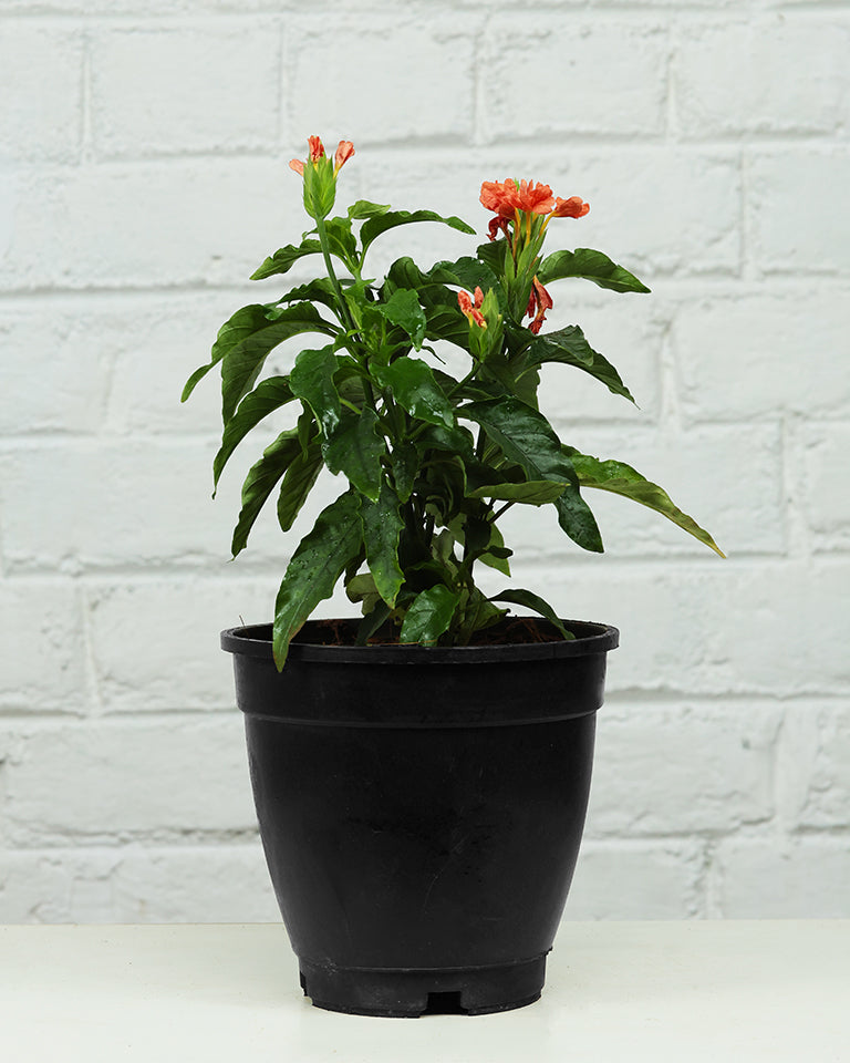 Crossandra Plant