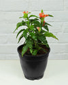 Crossandra Plant