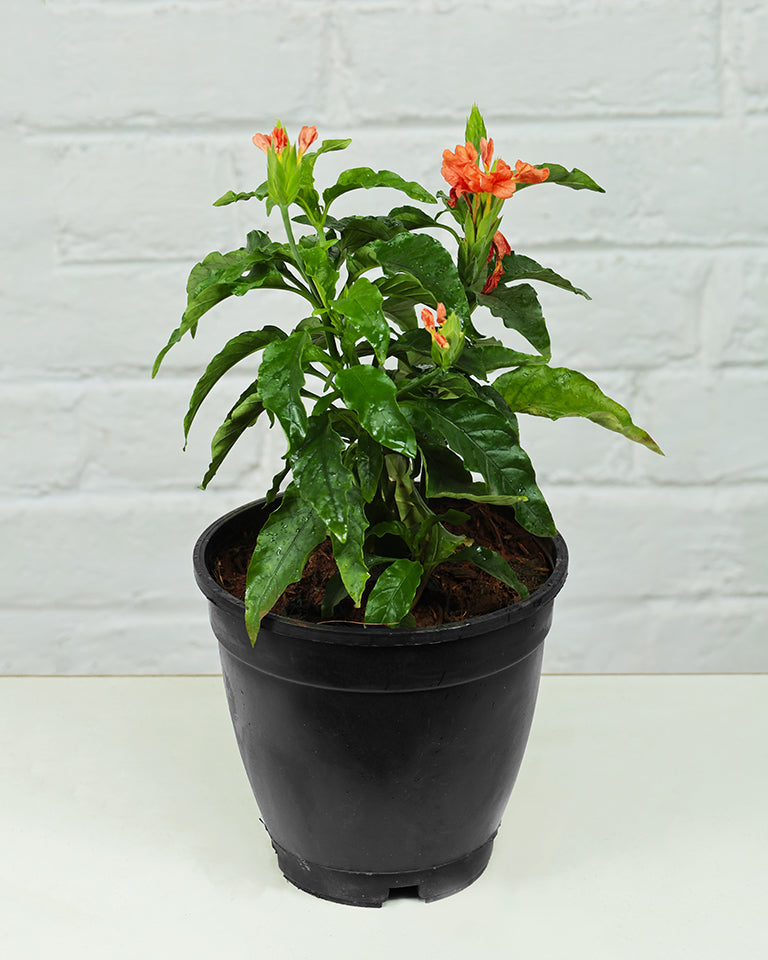 Crossandra Plant