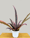 Cryptanthus Plant