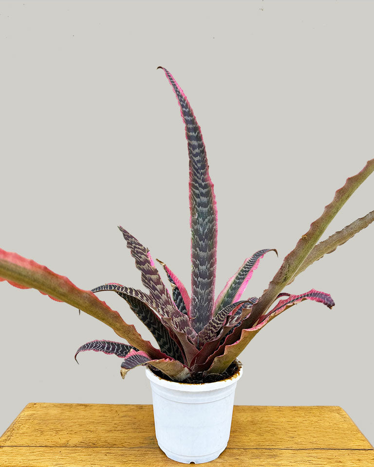 Cryptanthus Plant