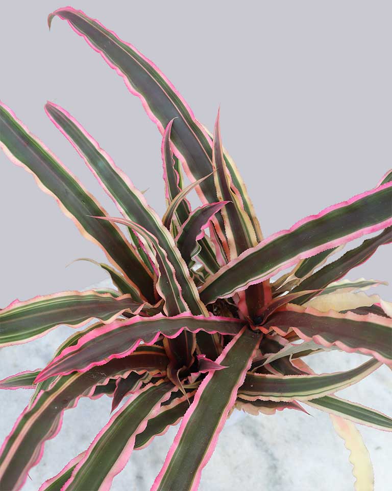 Cryptanthus Plant