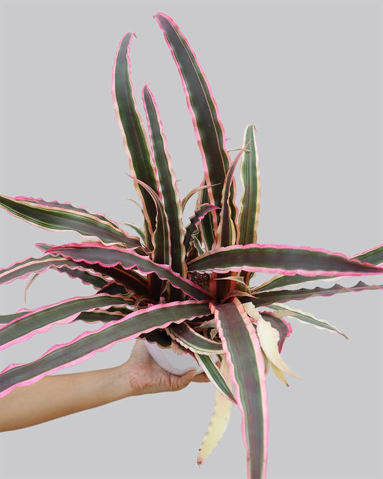 Cryptanthus Plant