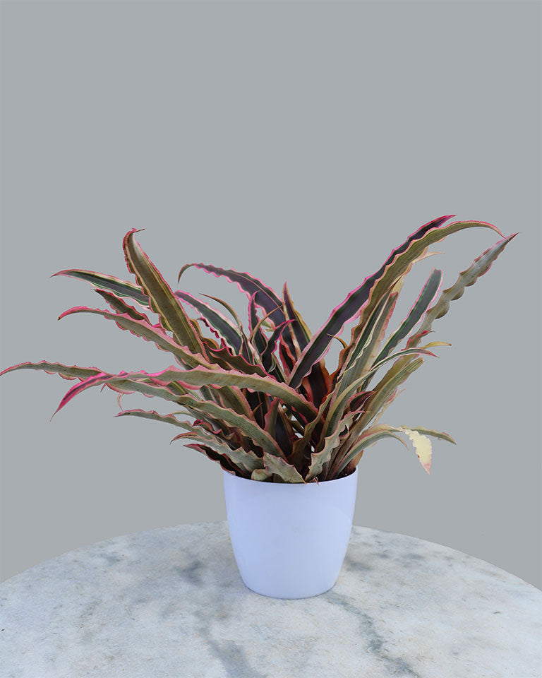 Cryptanthus Plant