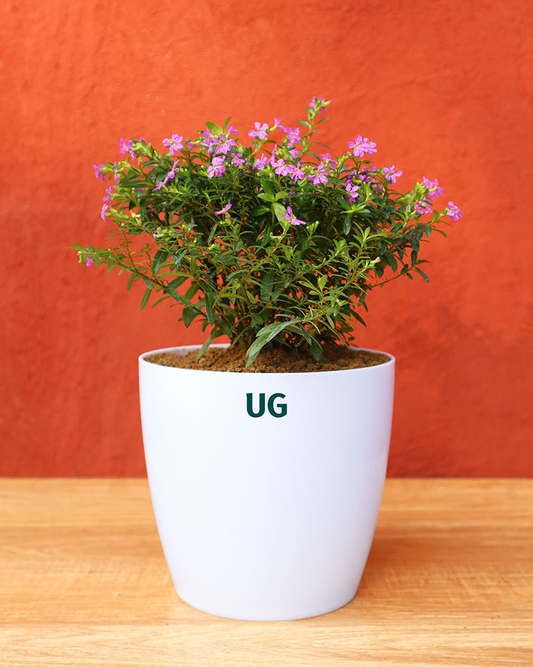 Cuphea Plant | Cuphea hyssopifolia | Mexican Heather