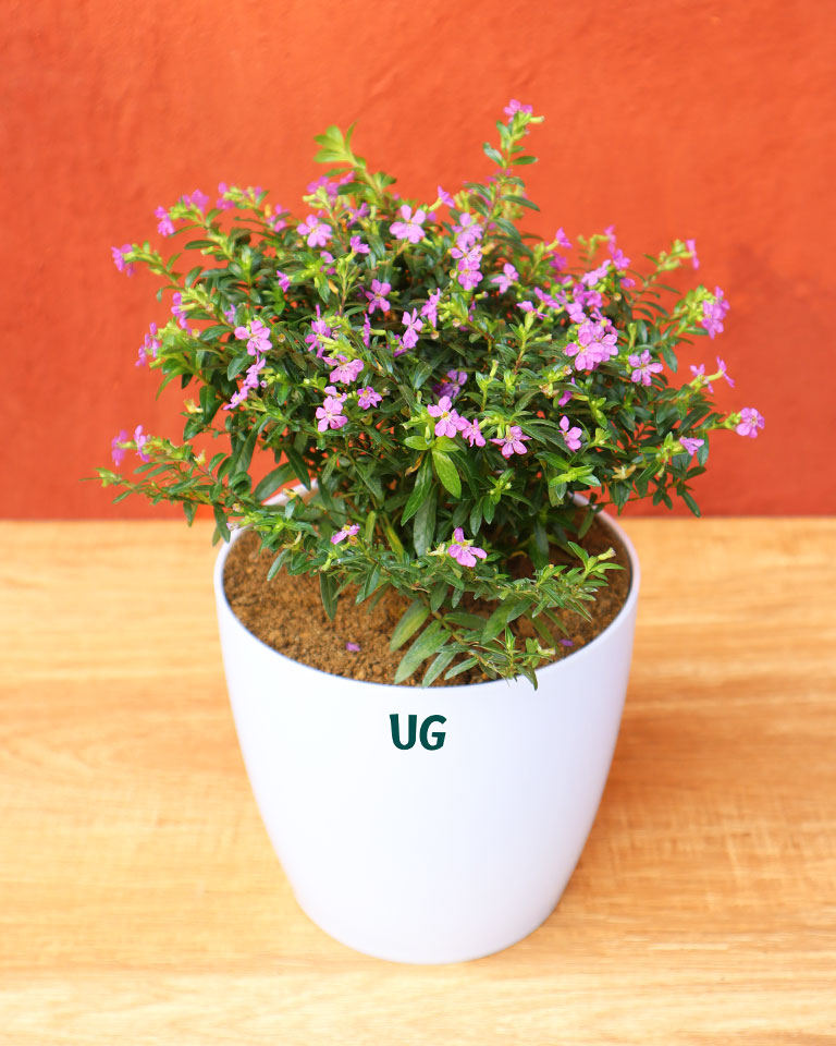 Cuphea Plant | Cuphea hyssopifolia | Mexican Heather