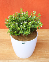 Cuphea Plant | Cuphea hyssopifolia | Mexican Heather