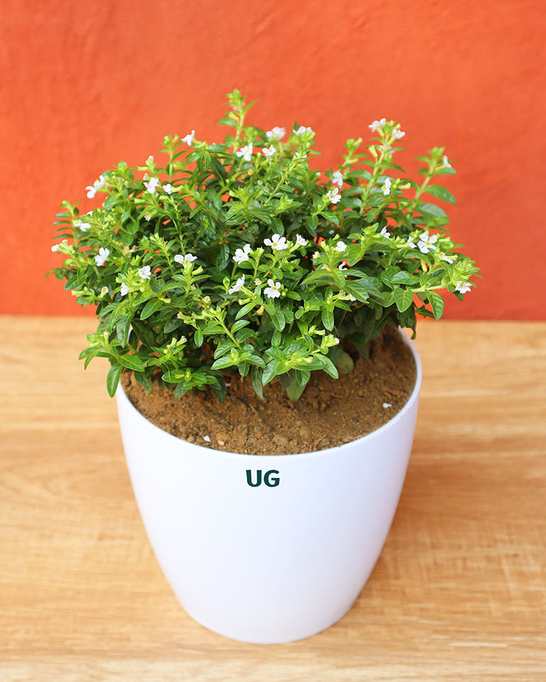 Cuphea Plant | Cuphea hyssopifolia | Mexican Heather