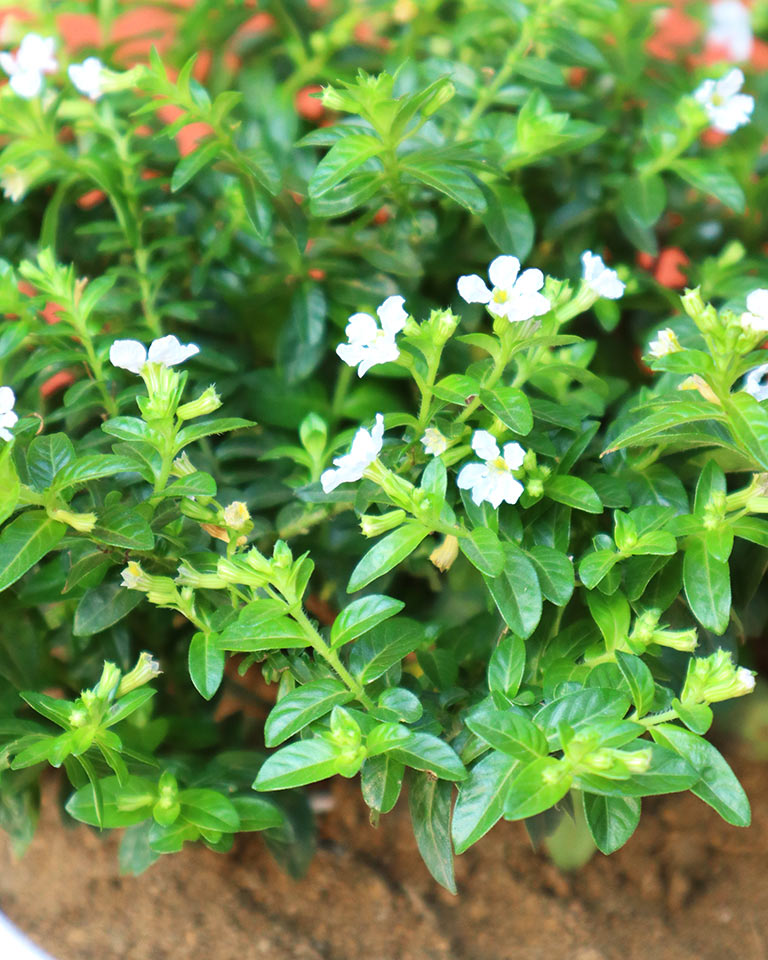 Cuphea Plant | Cuphea hyssopifolia | Mexican Heather
