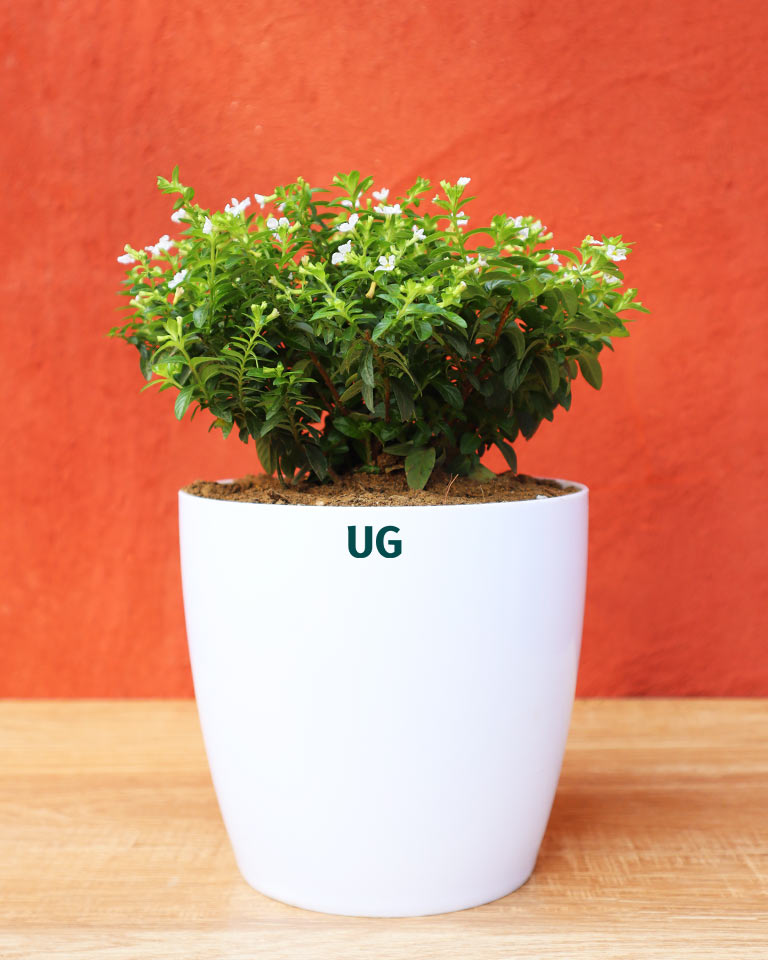 Cuphea Plant | Cuphea hyssopifolia | Mexican Heather