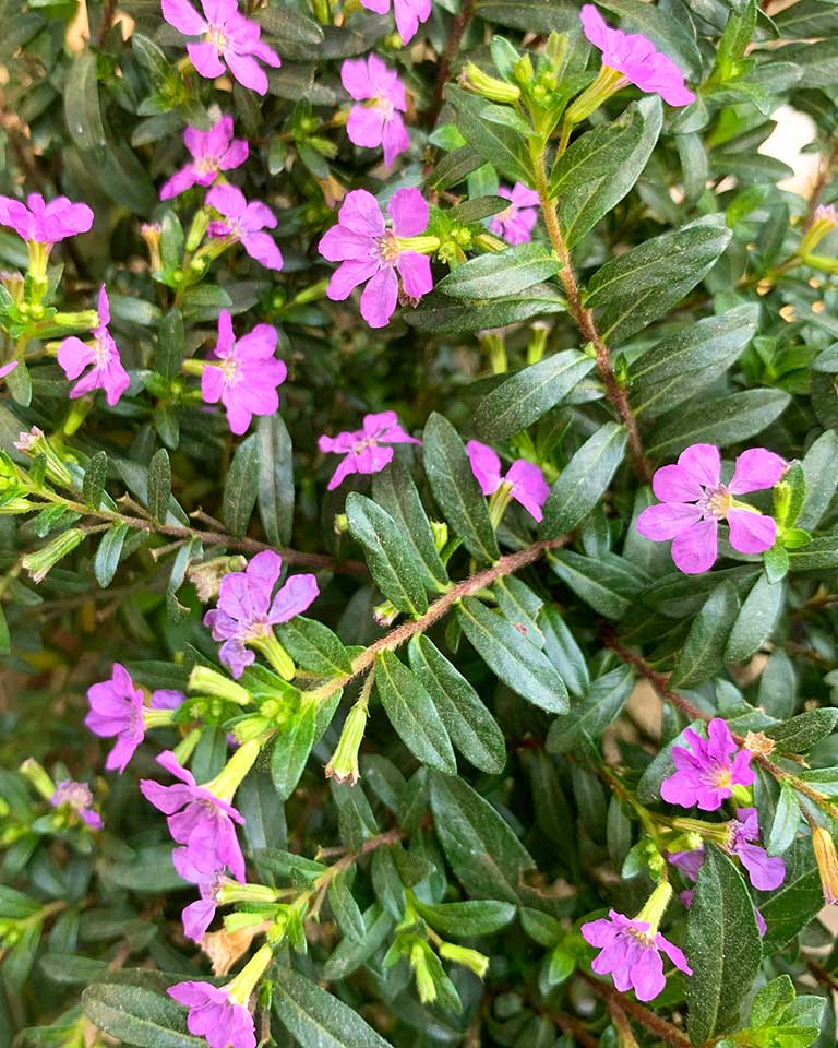Cuphea Plant | Cuphea hyssopifolia | Mexican Heather