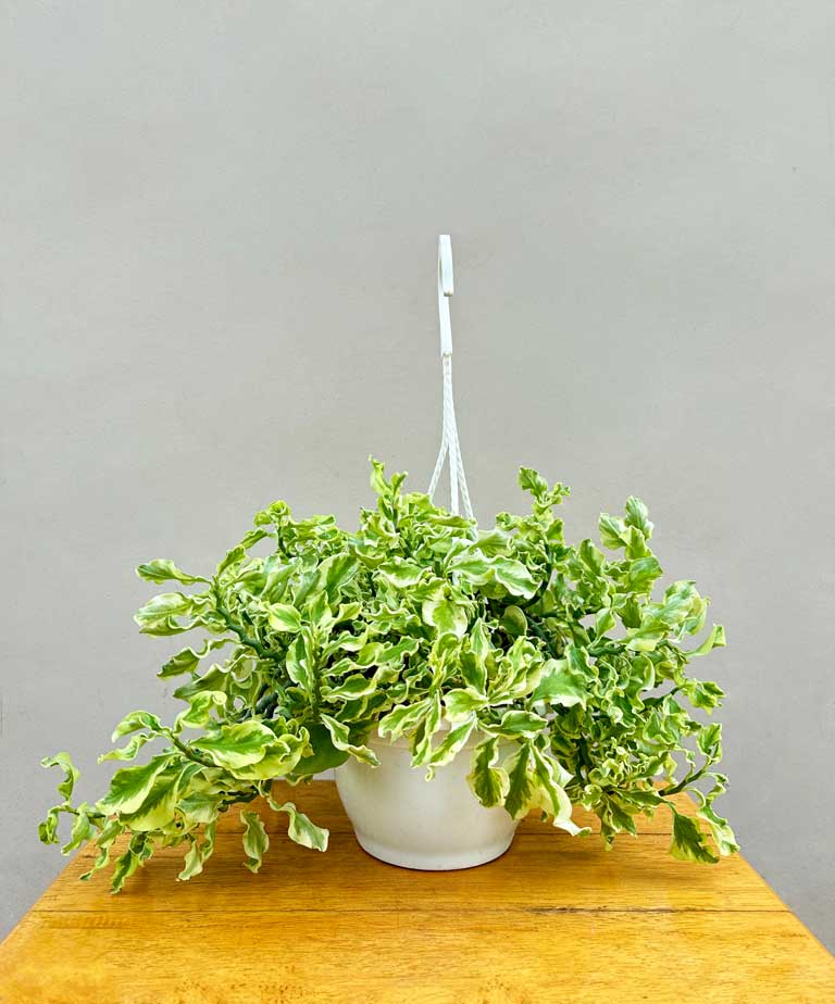 Curly Pedilanthus Variegated in Hanging Basket