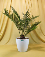 Cycas Plant (Sago Palm | Cycas revoluta)