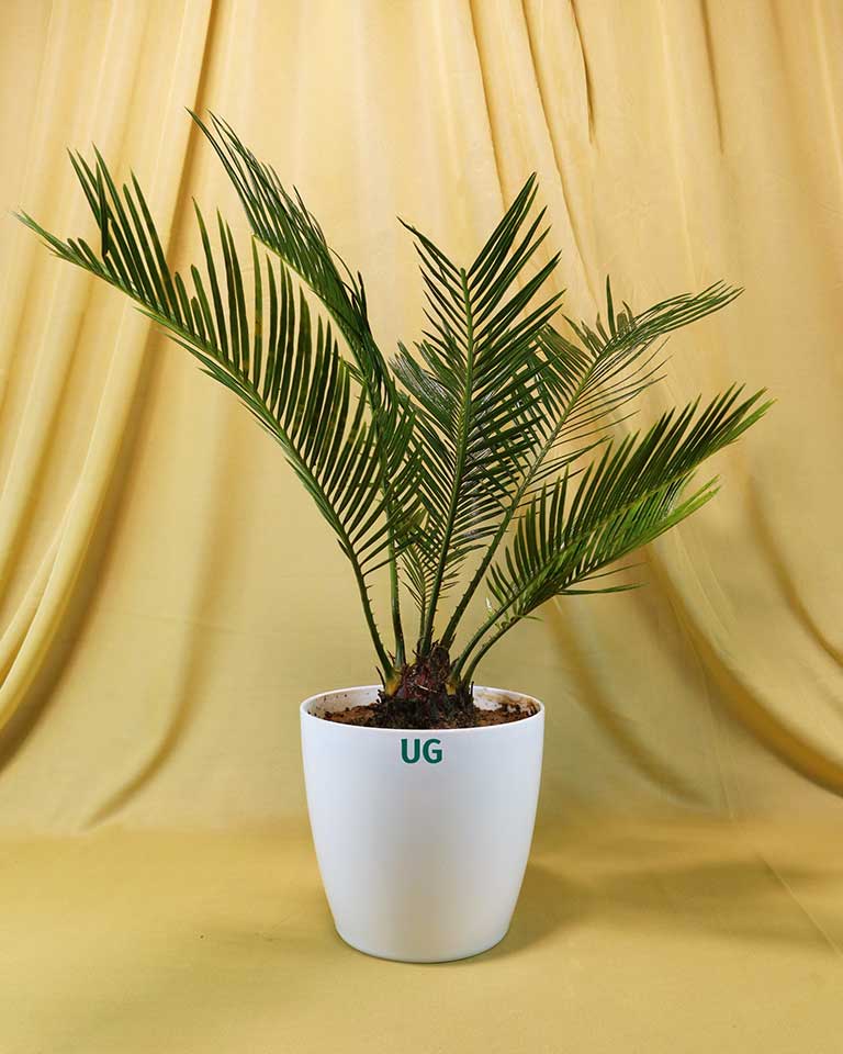 Cycas Plant (Sago Palm | Cycas revoluta)