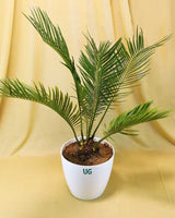 Cycas Plant (Sago Palm | Cycas revoluta)