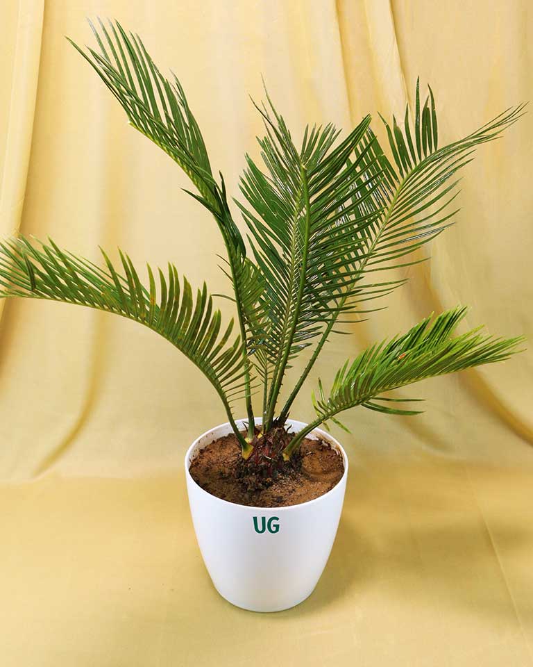 Cycas Plant (Sago Palm | Cycas revoluta)
